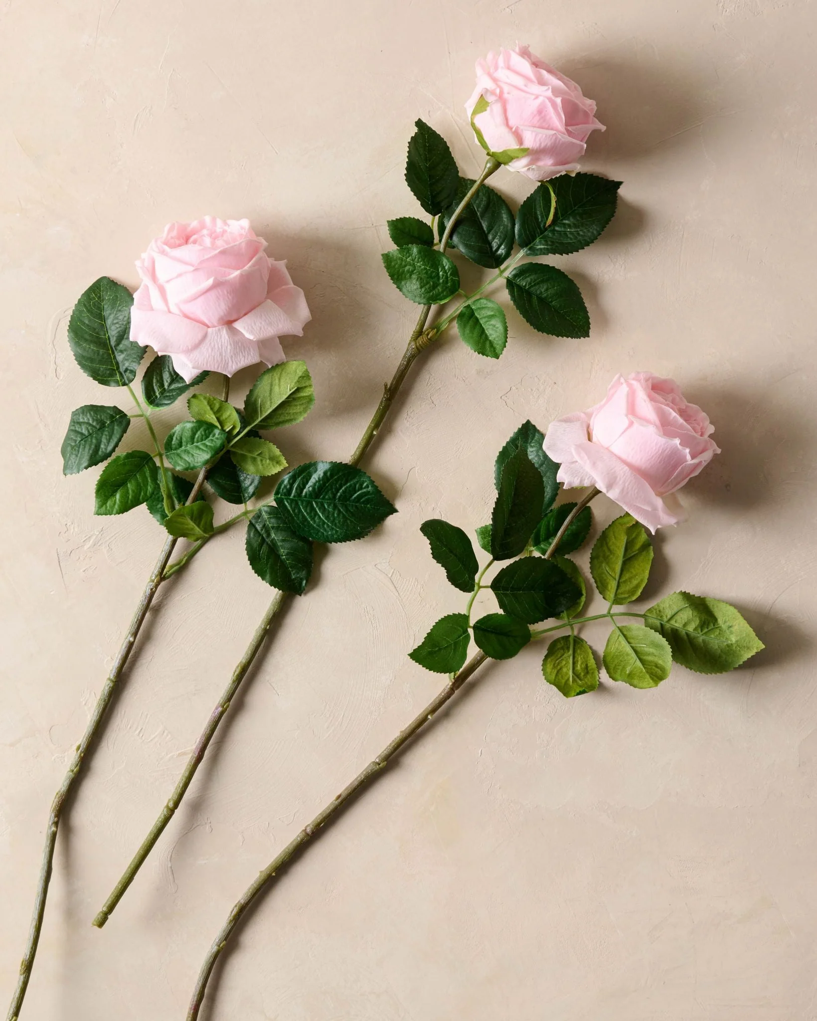 Austin Rose Stem