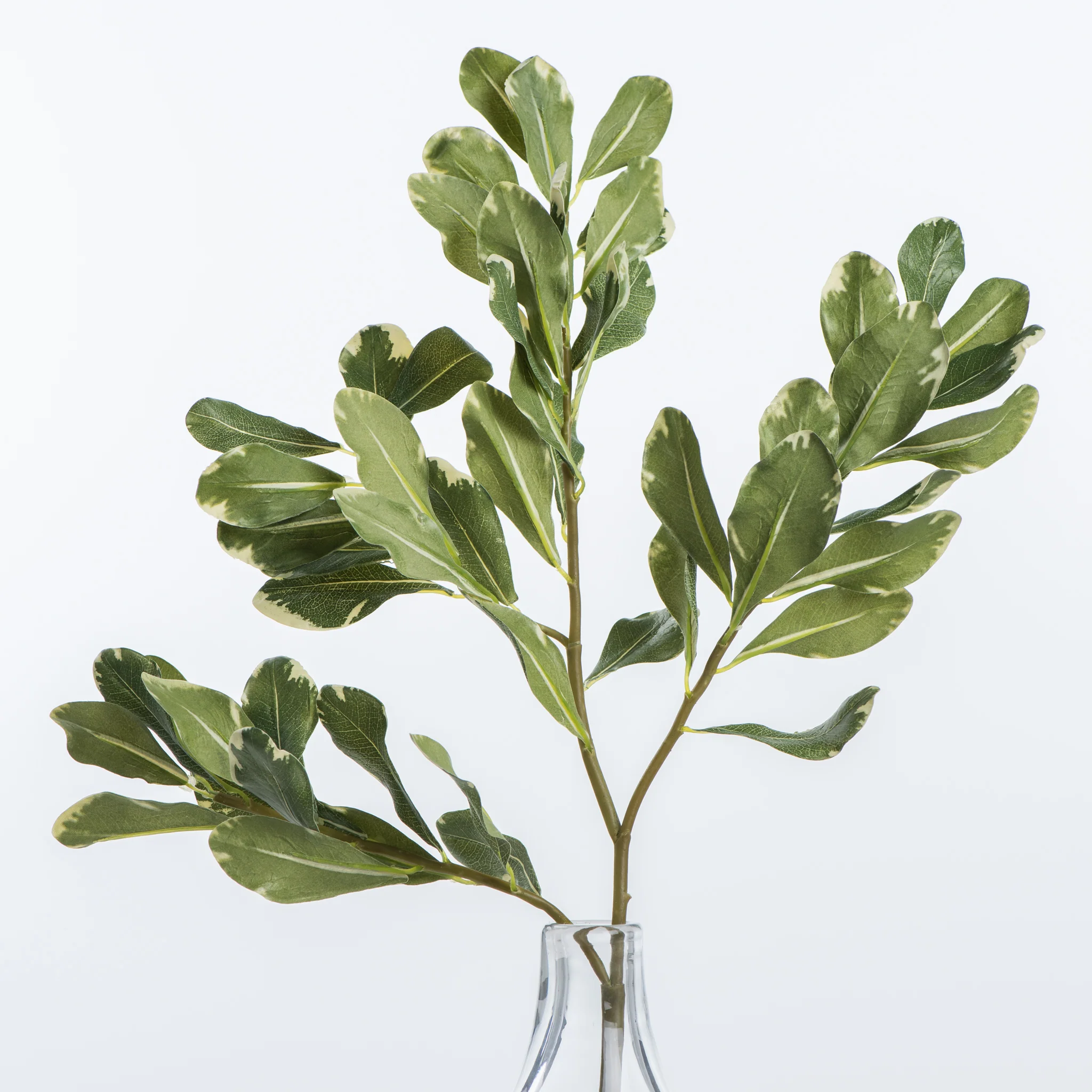 Pittosporum Leaf Stem