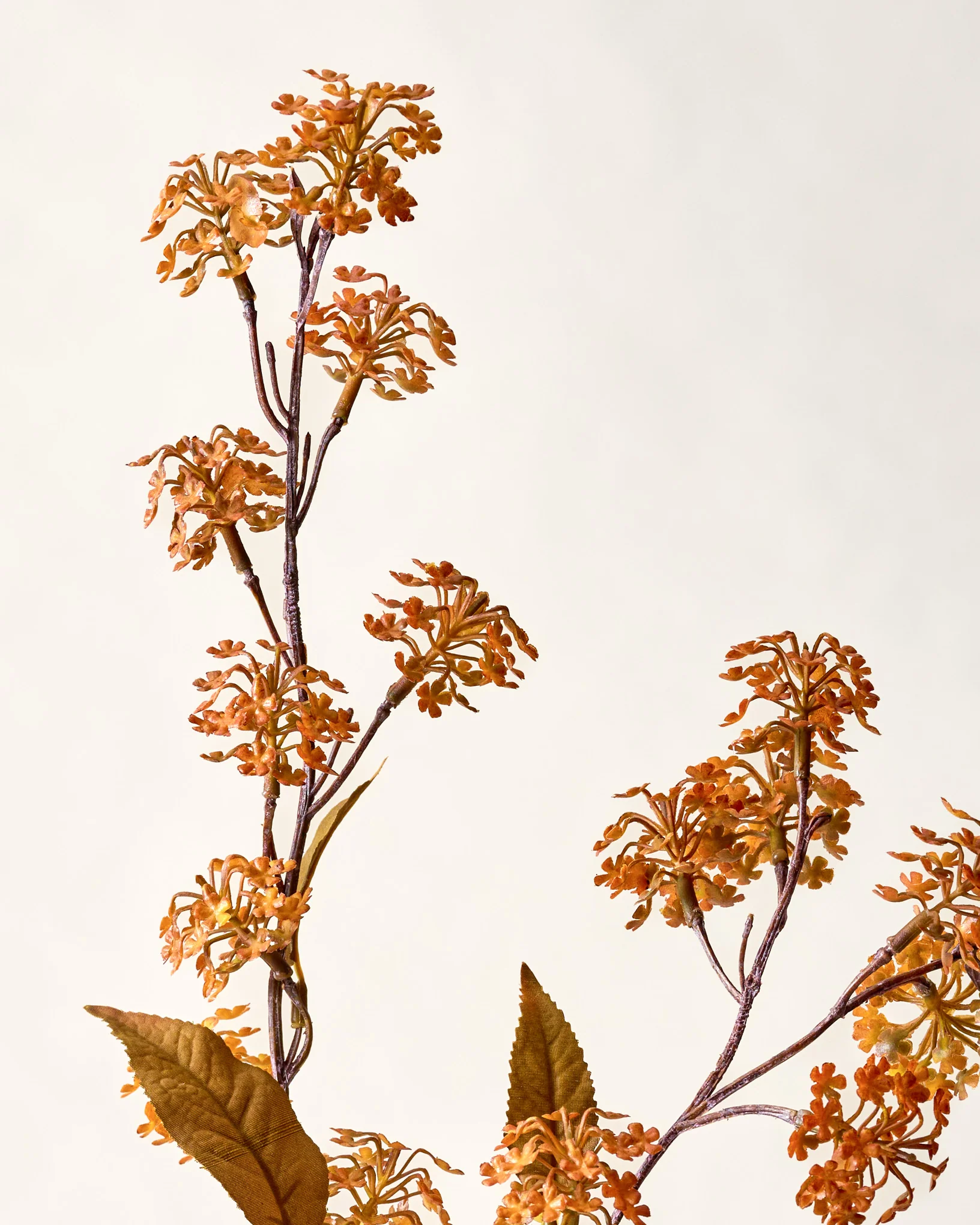 Elderberry Stem
