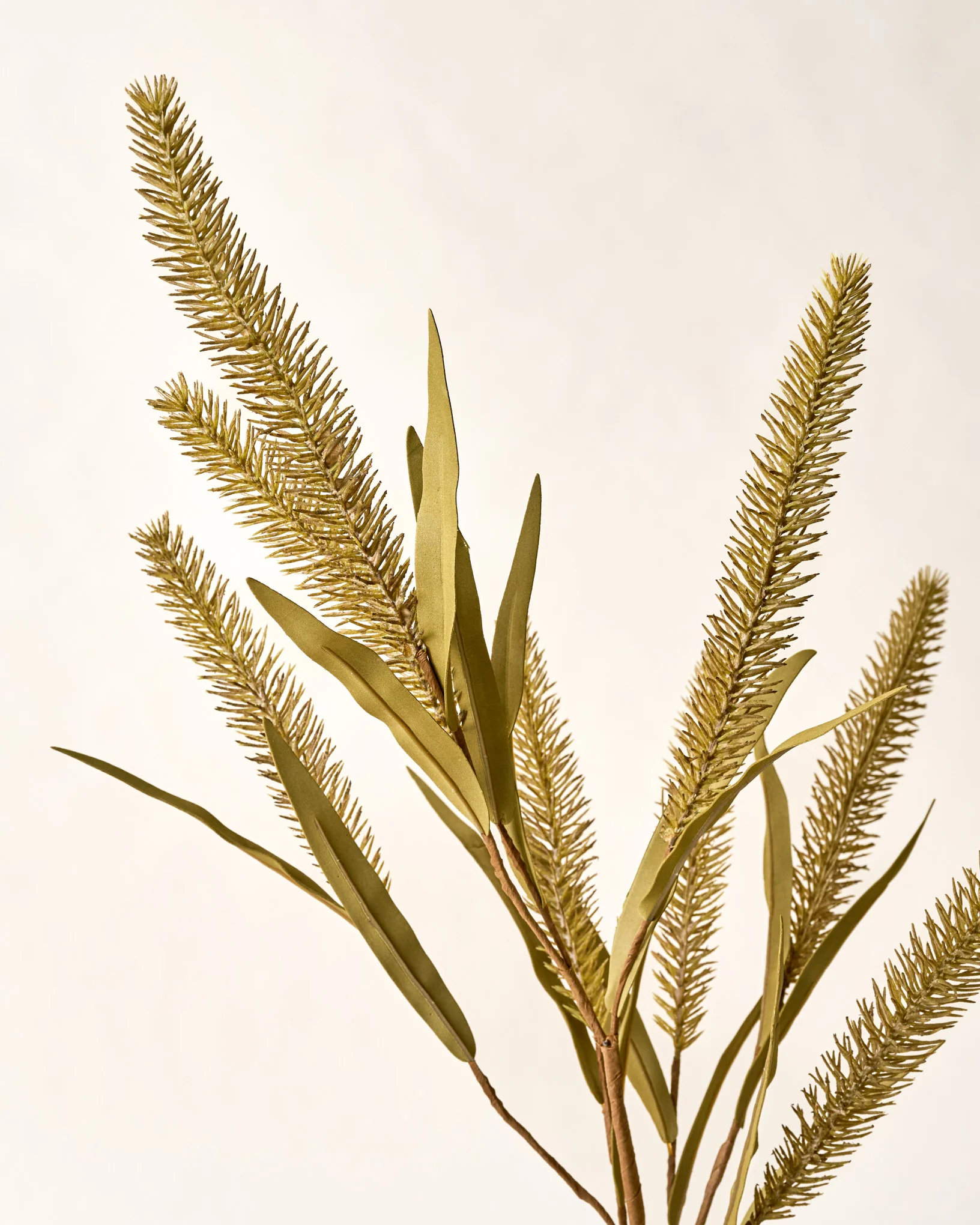 Green Foxtail Wheat