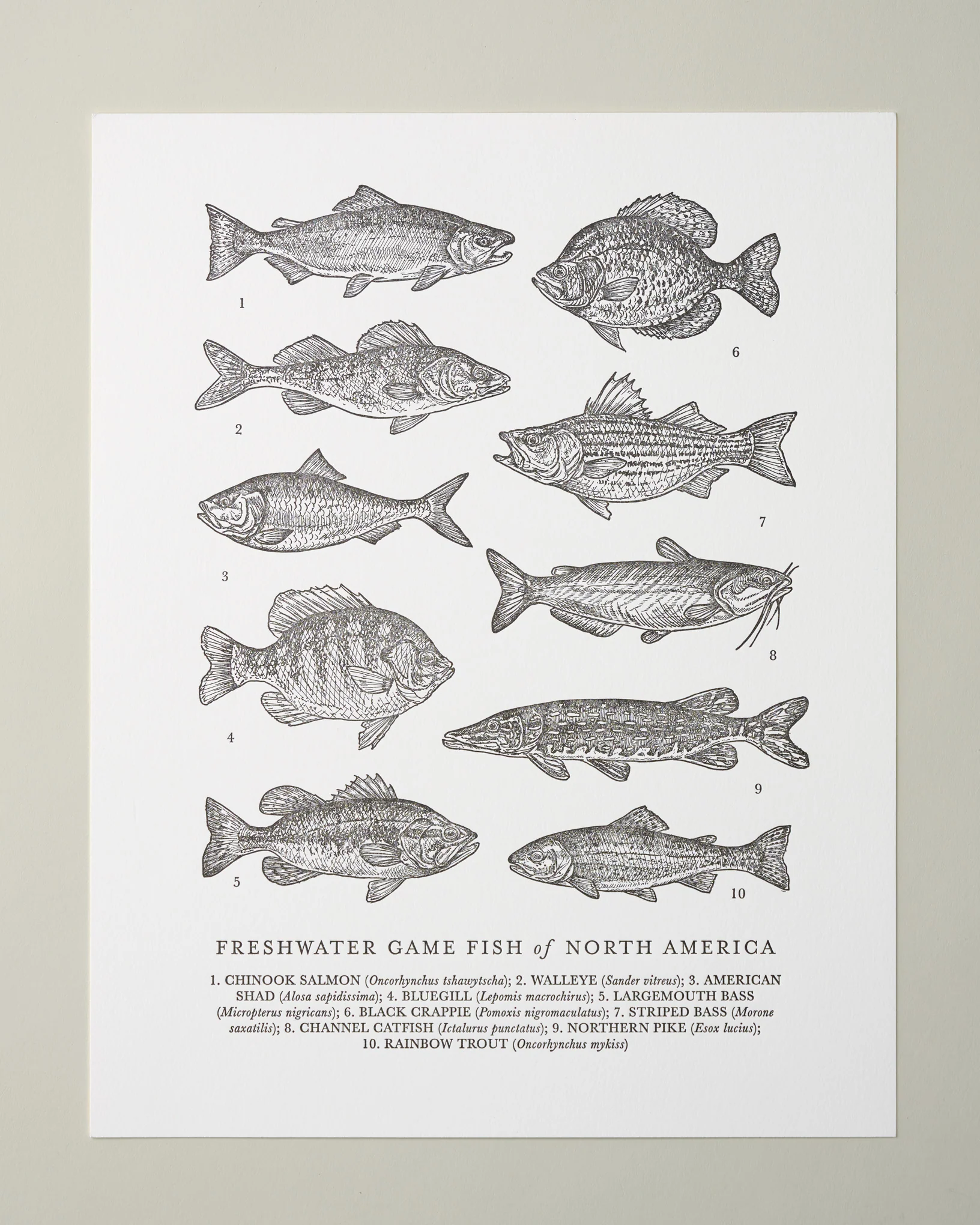Guide to Freshwater Fish Art Print