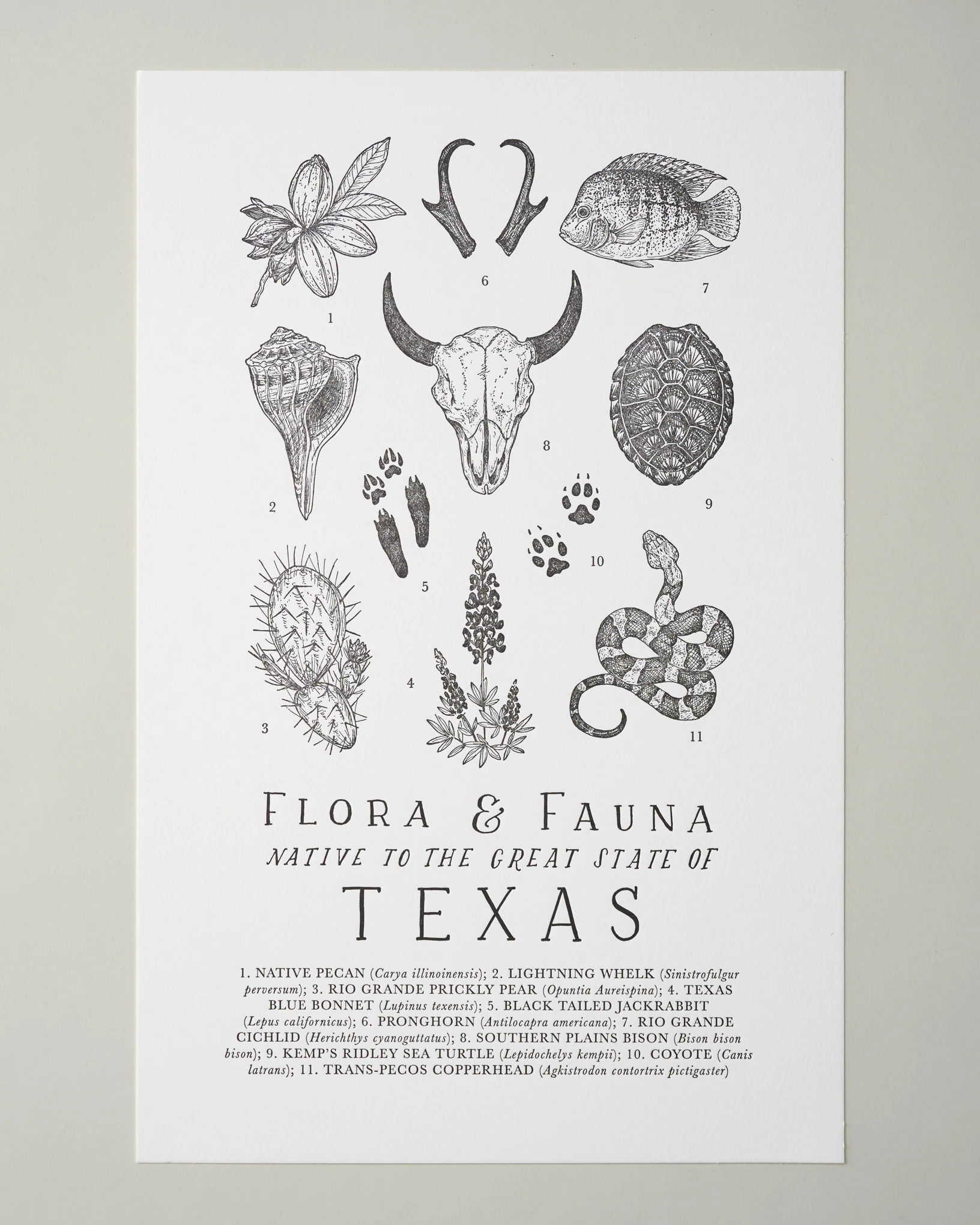 Texas Field Guide Print