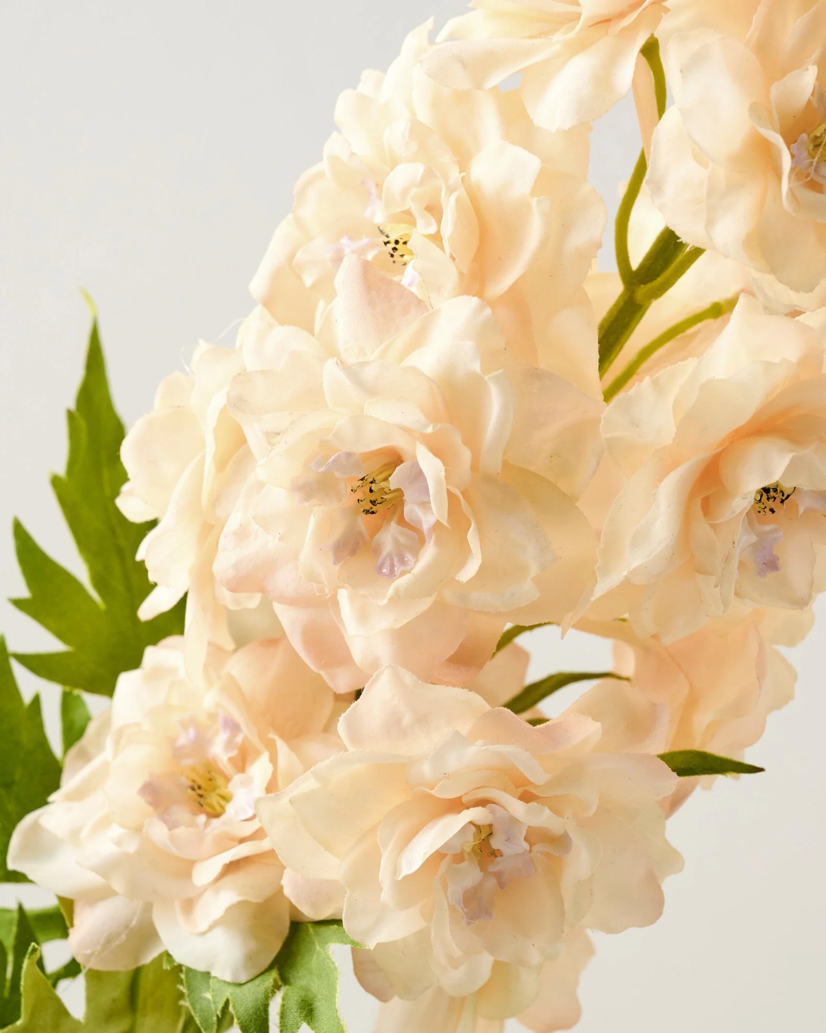 Delphinium Stem