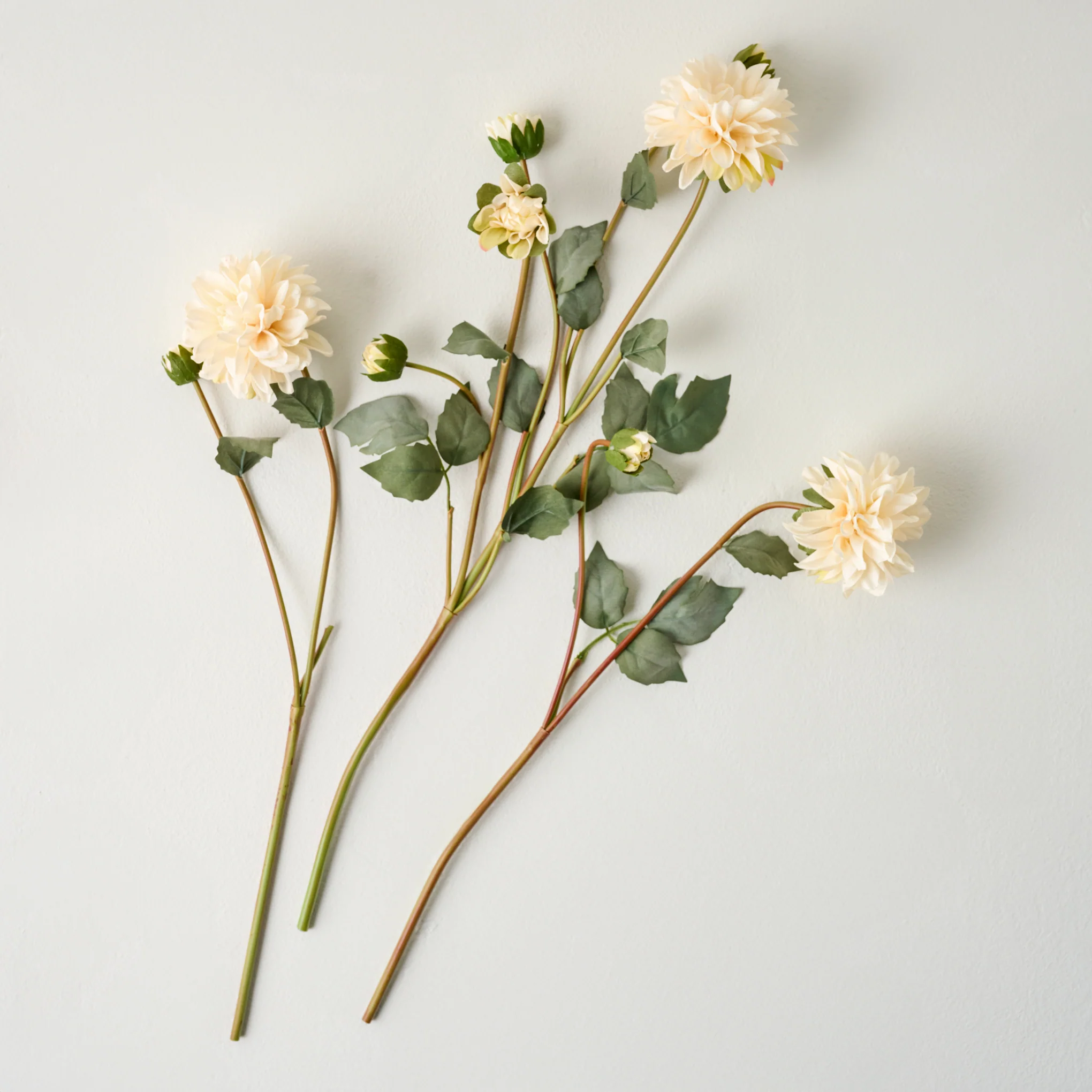 Dahlia Bloom Bundle