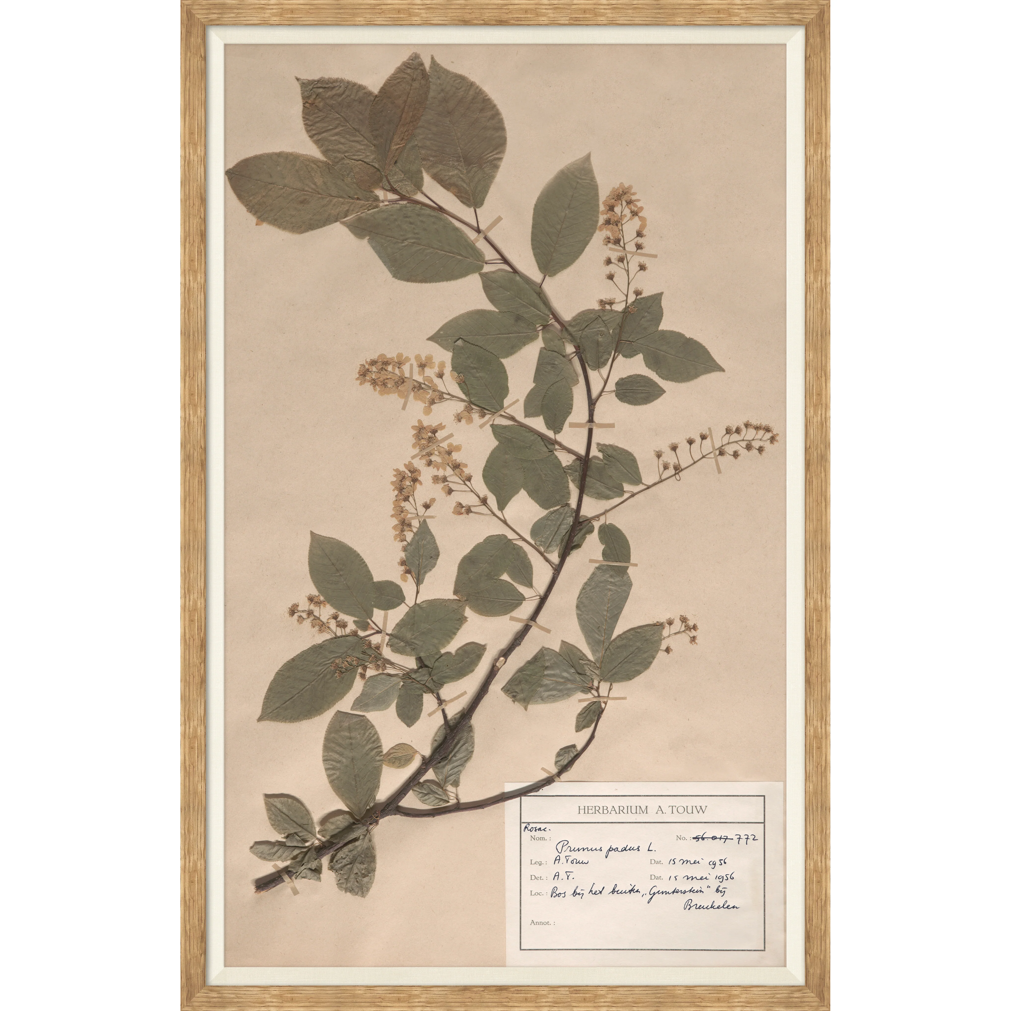 Herbarium Specimen II