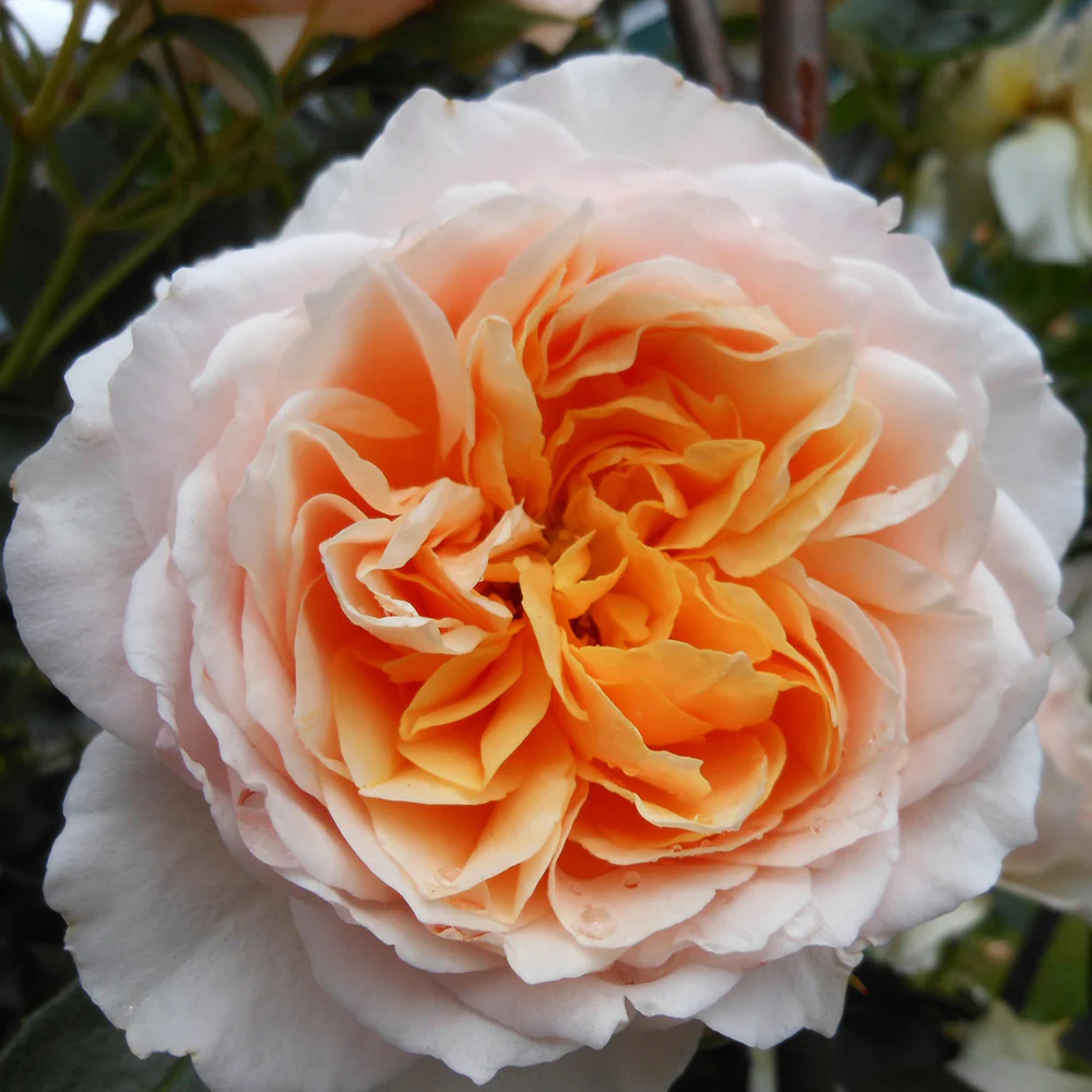 Ginger Syllabub? Rose Bush