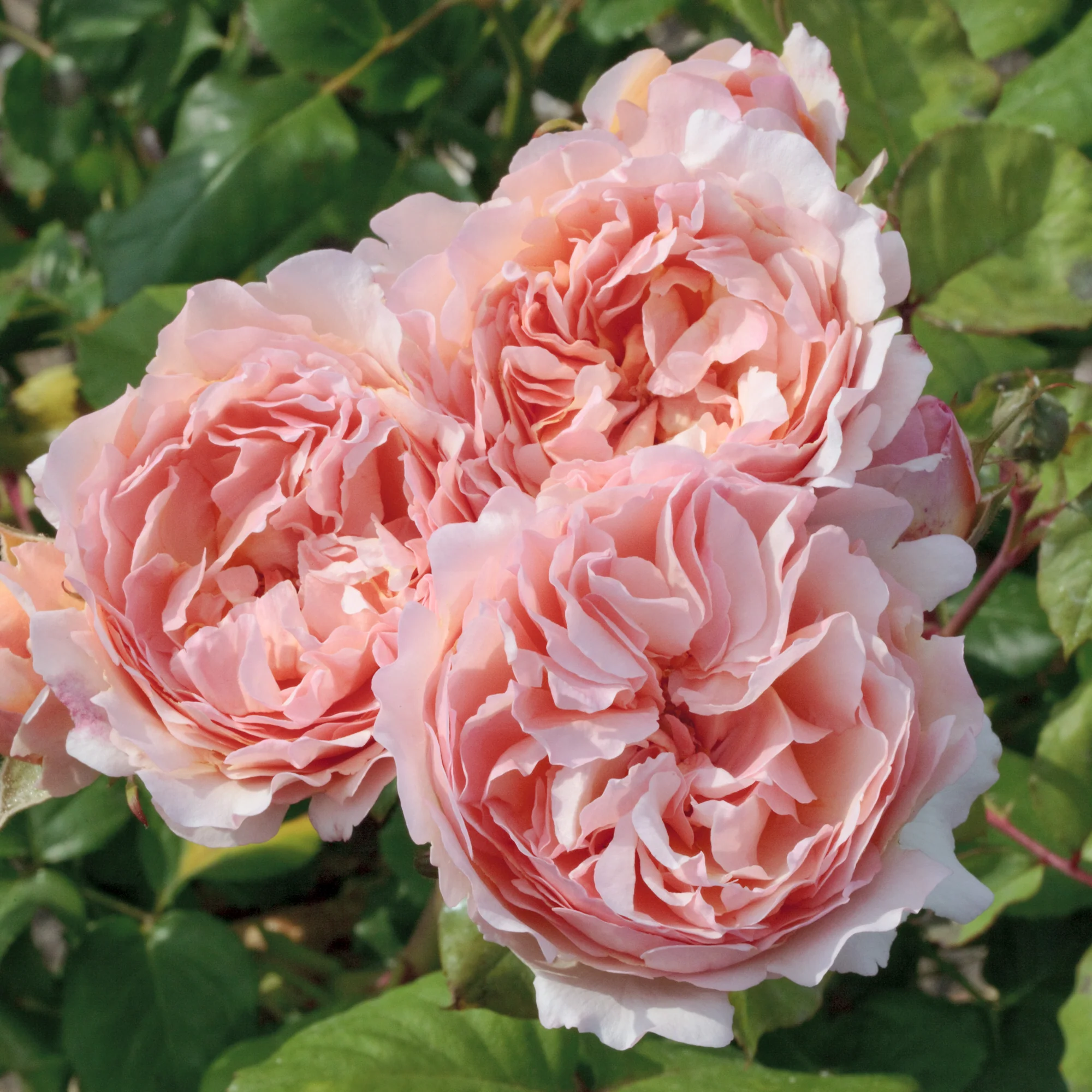 Princess Charlene de Monaco? Rose Bush