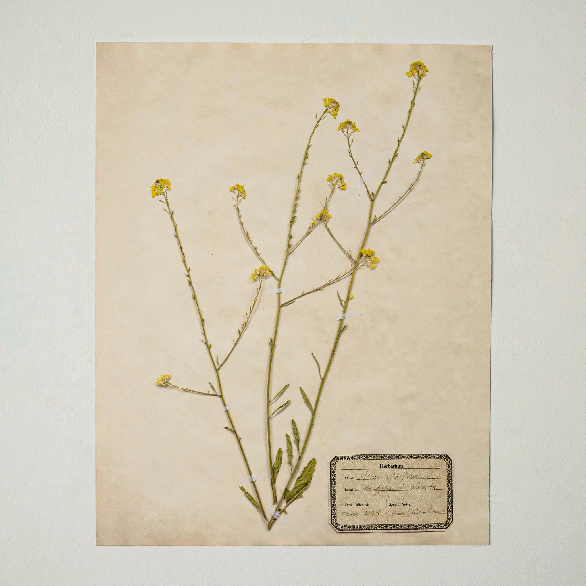Jo's Hand Pressed Herbarium Prints - Texas Wildflowers I '24