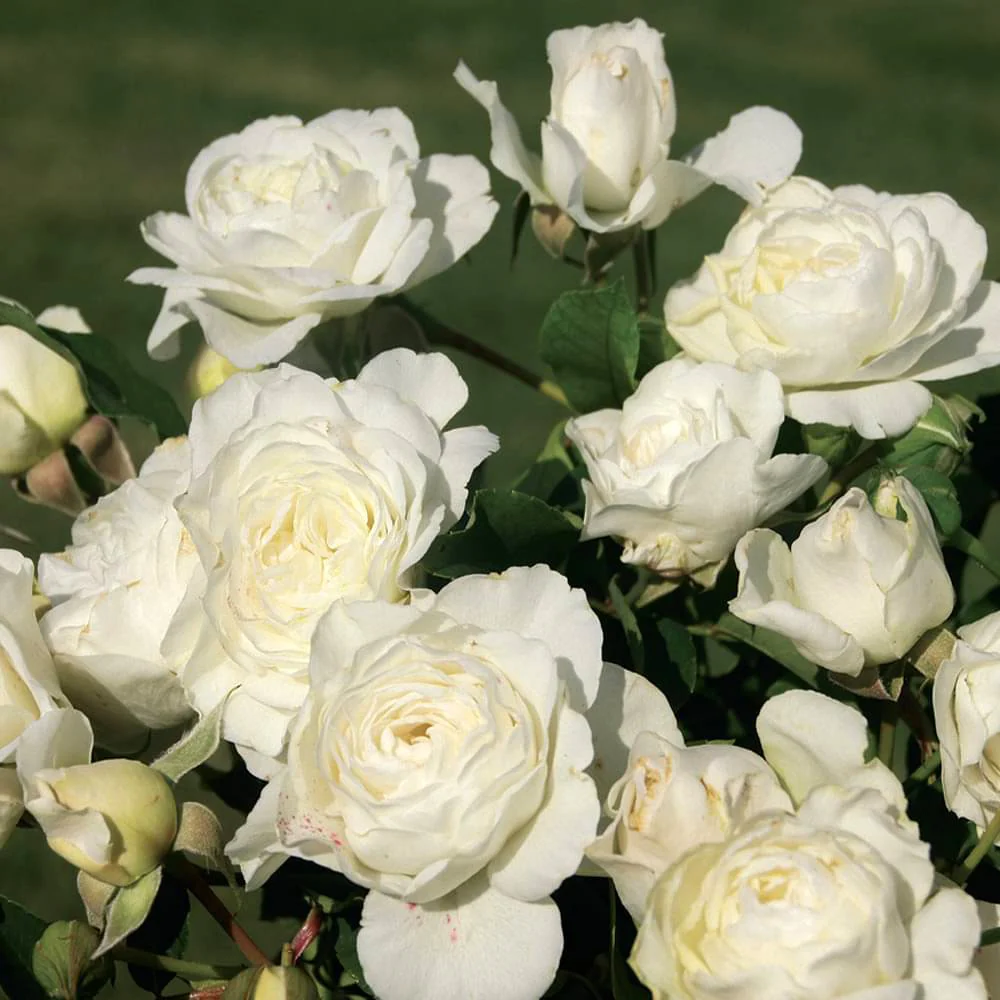 Luna Love? Rose Bush
