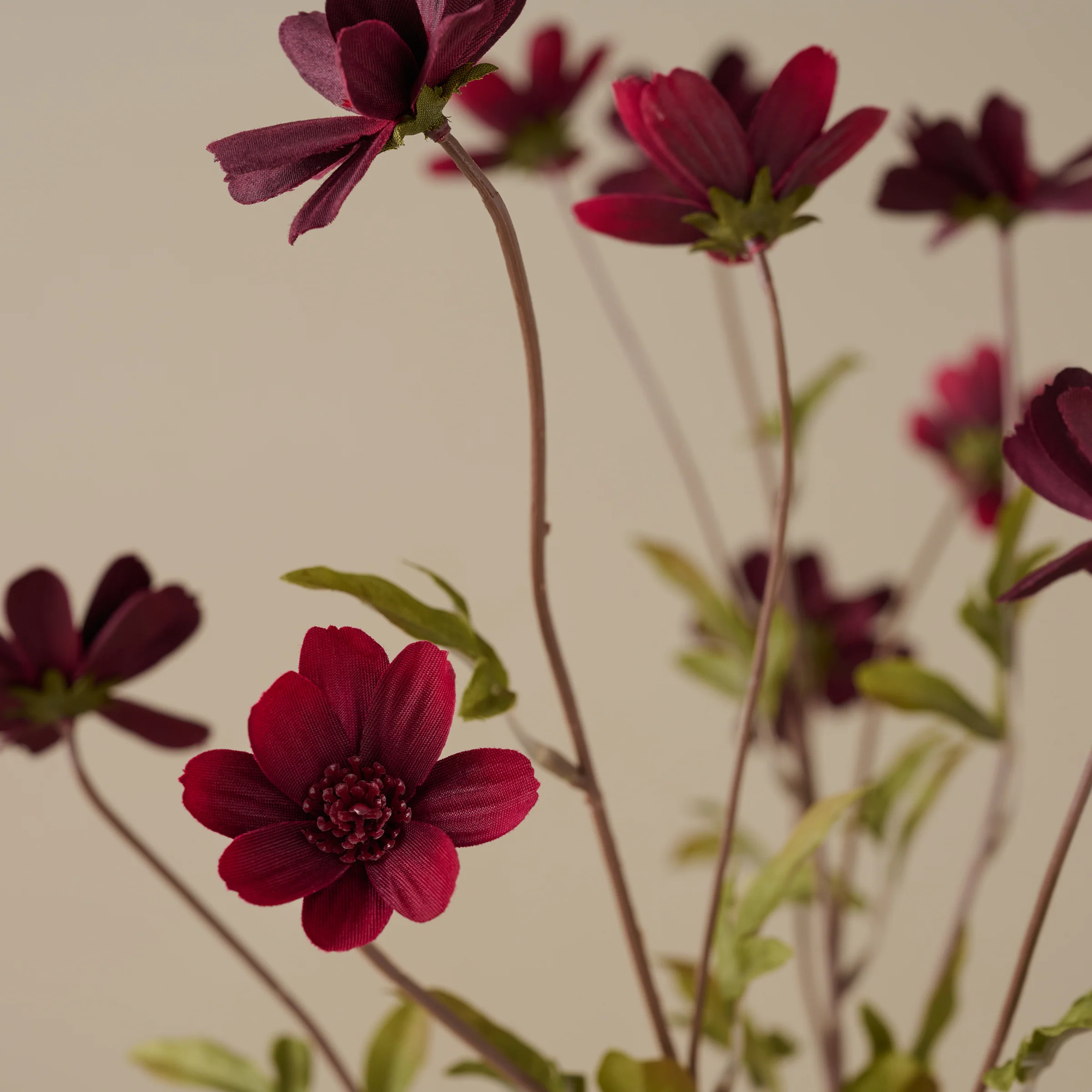 Burgundy Cosmos Stem