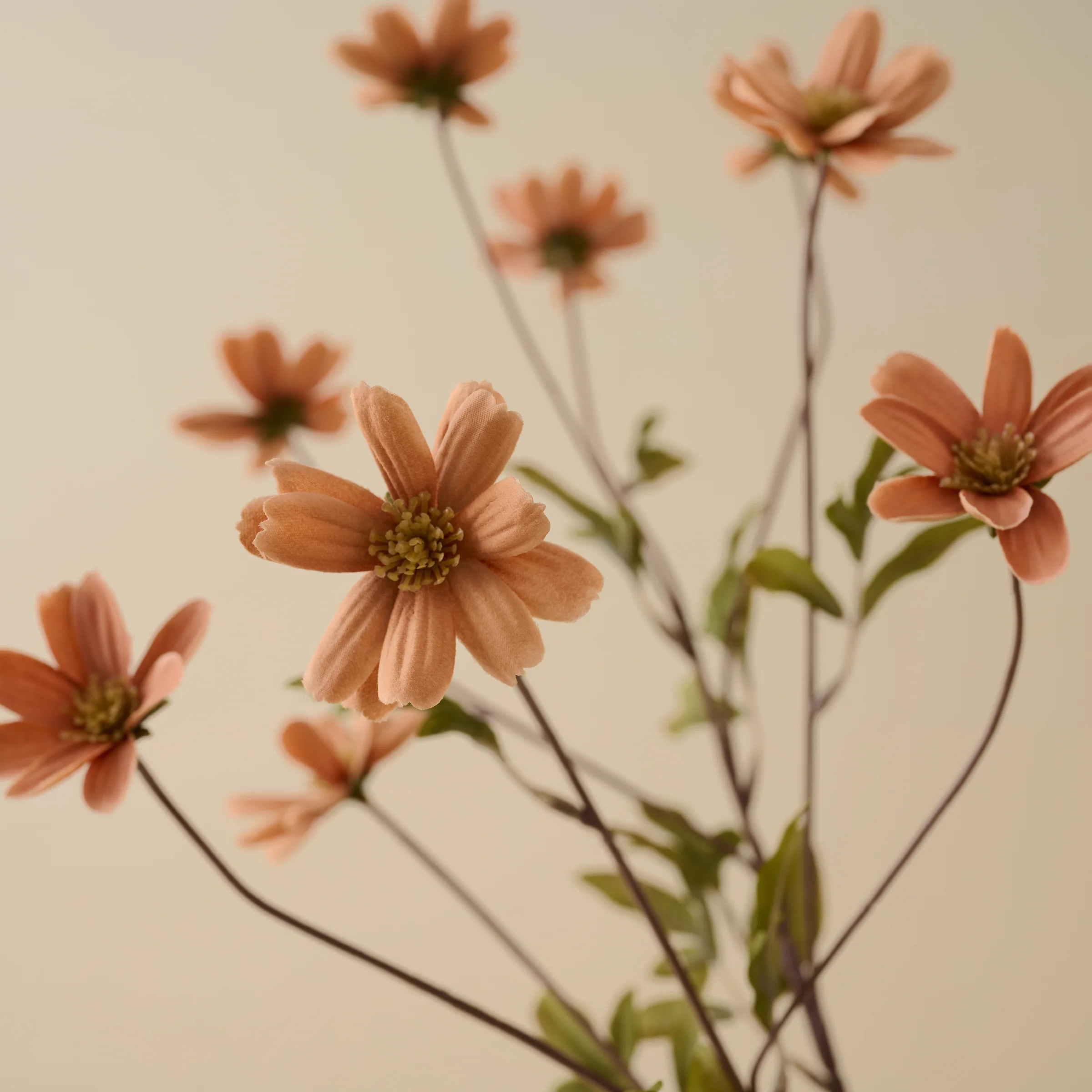 Light Amber Cosmos Stem