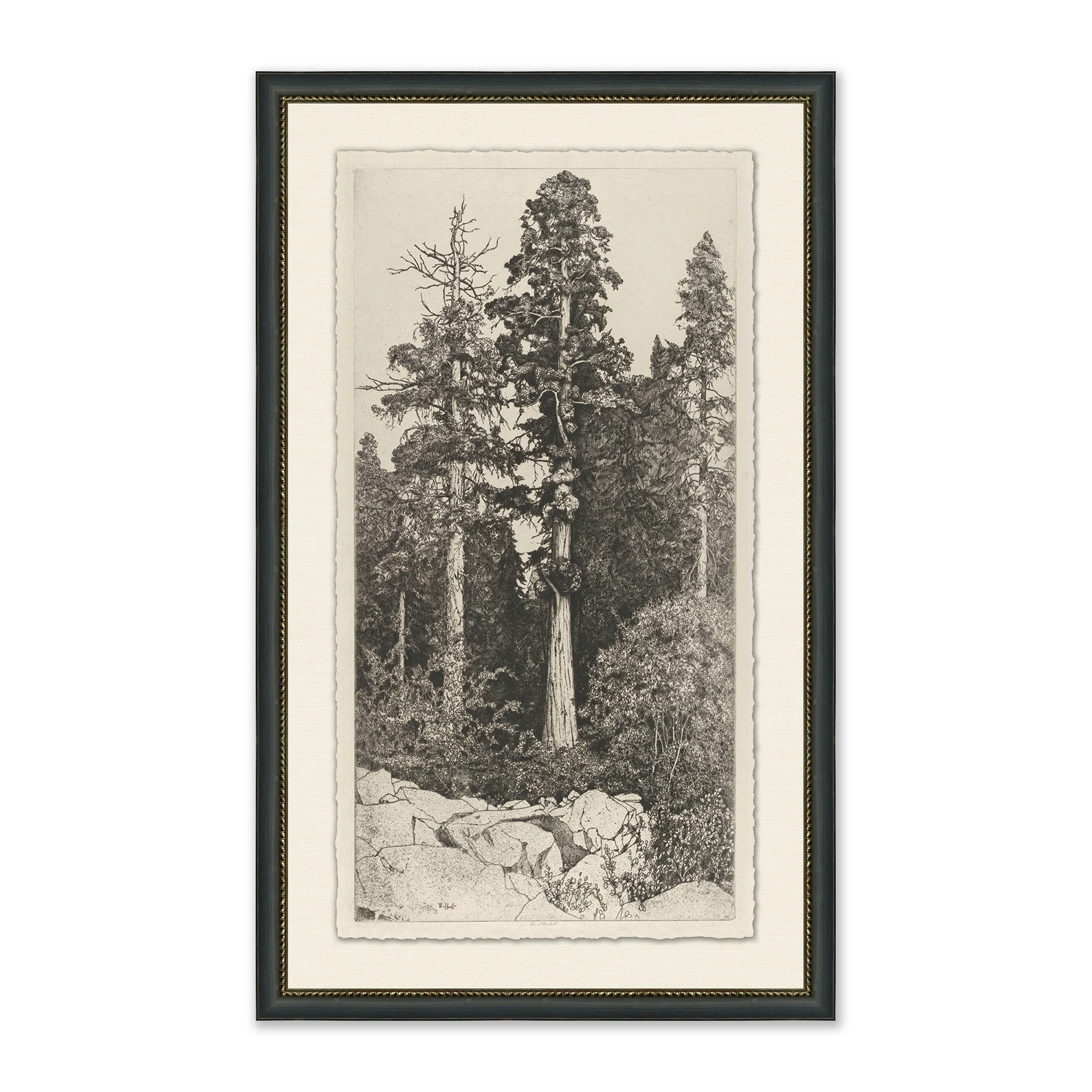 Tall Trees I