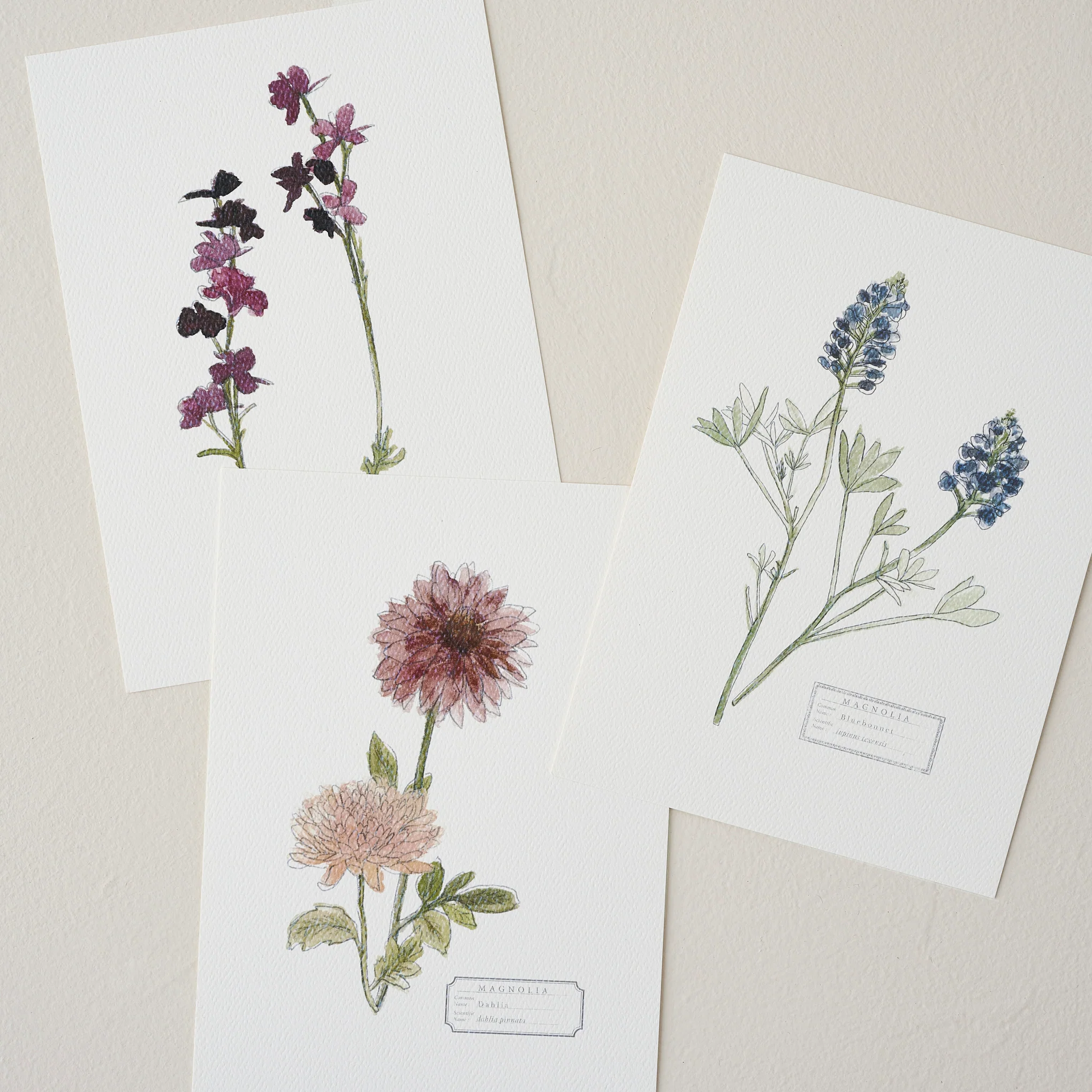 Magnolia Garden Card Set