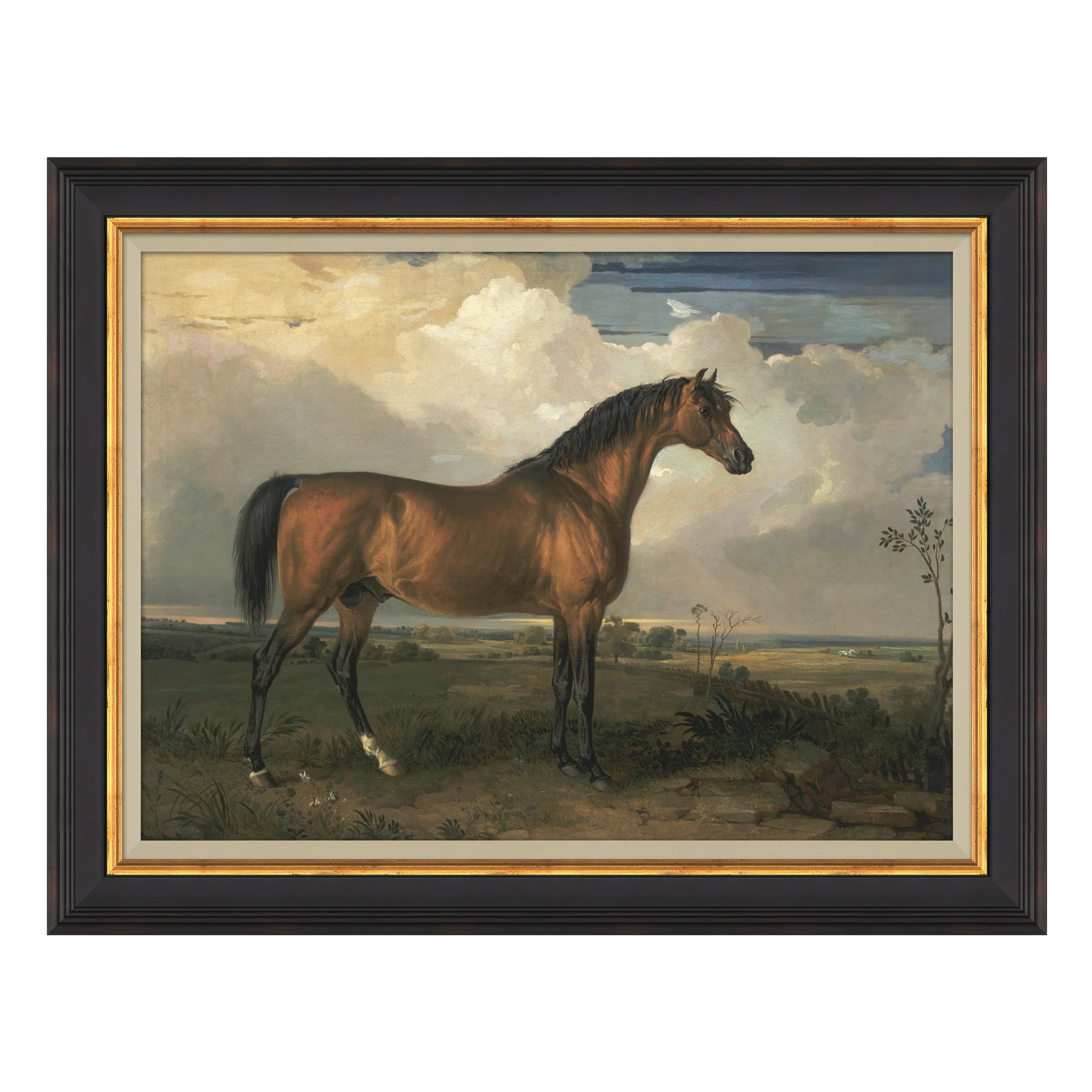 Equestrian Study