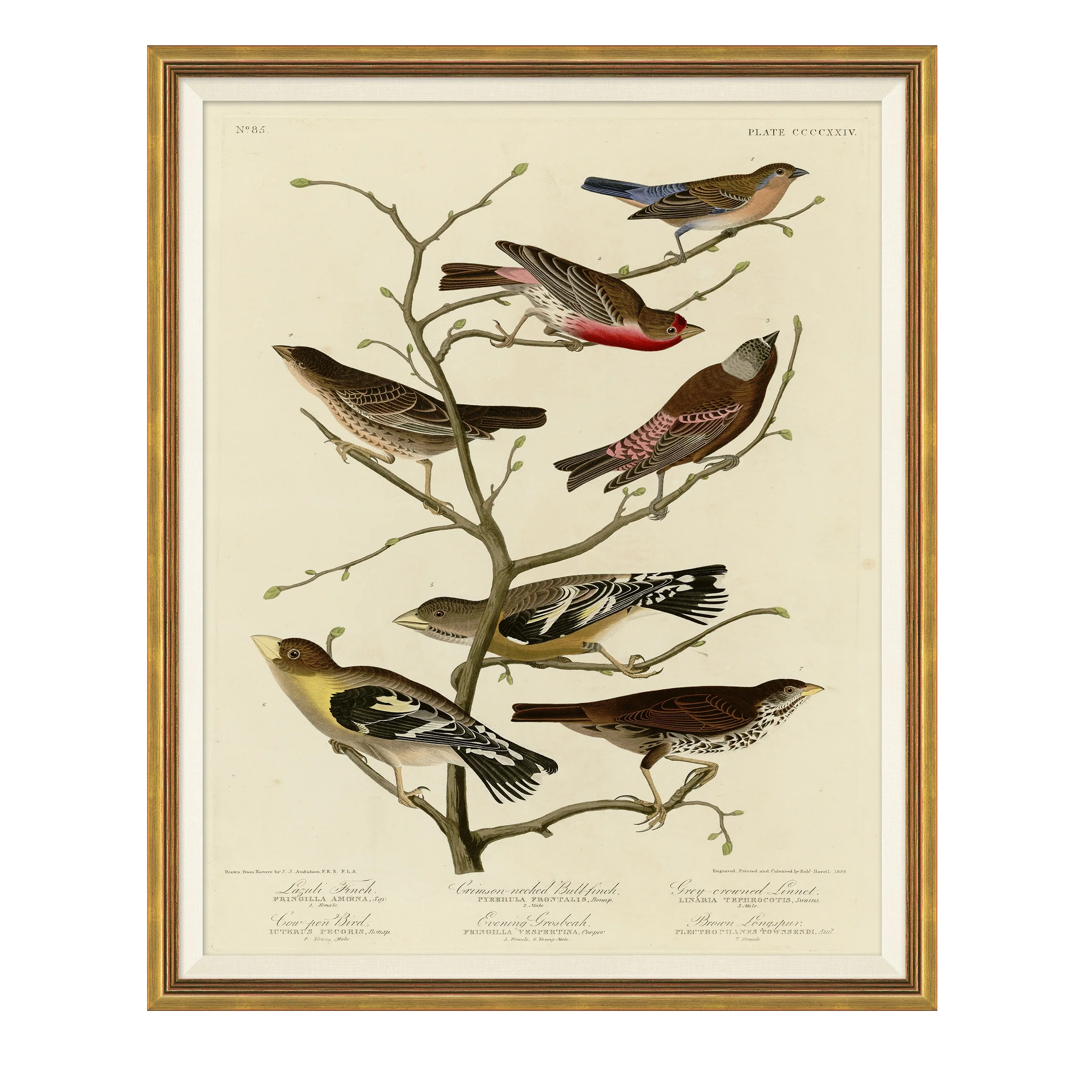 Finches on Branches