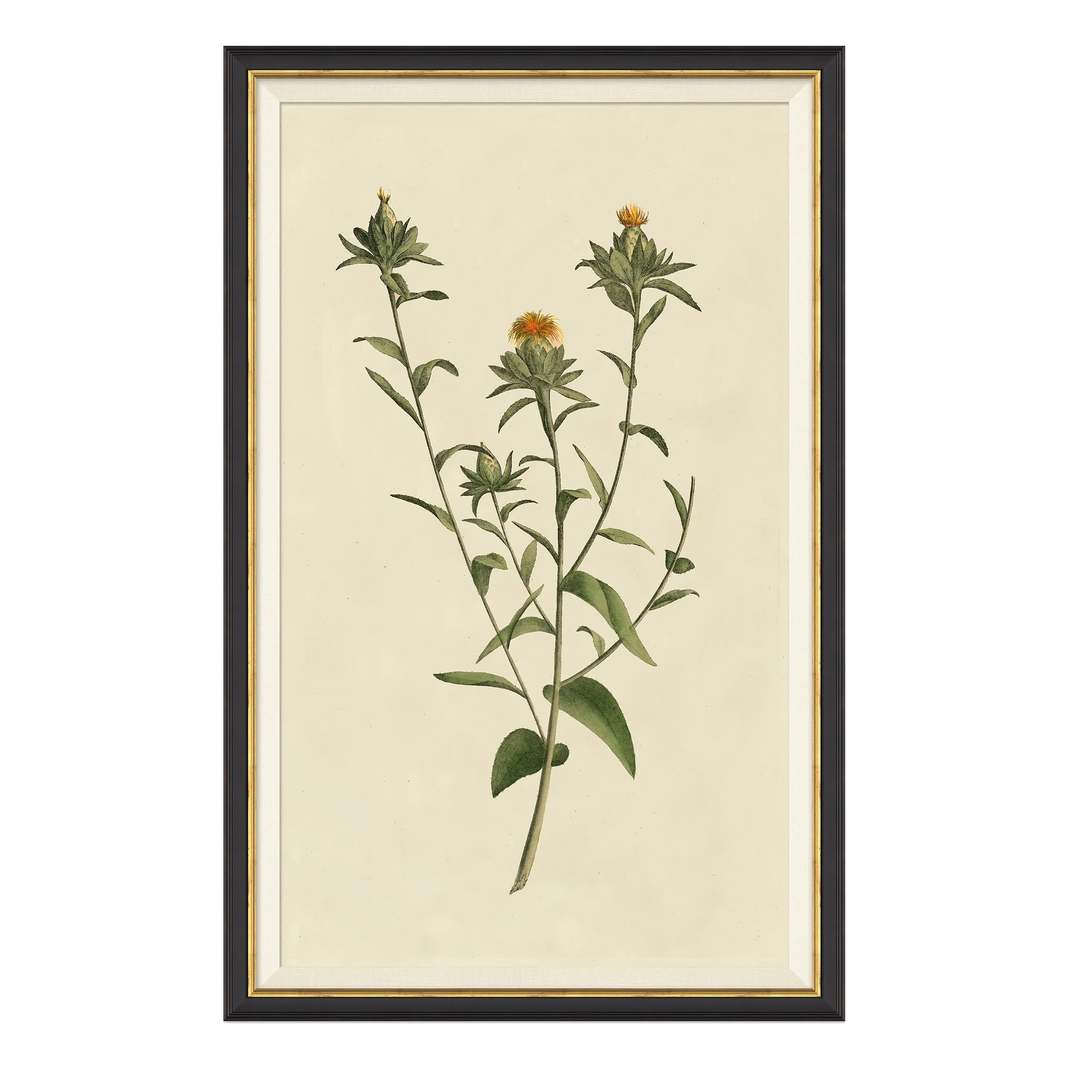 Vintage Botanical Study I