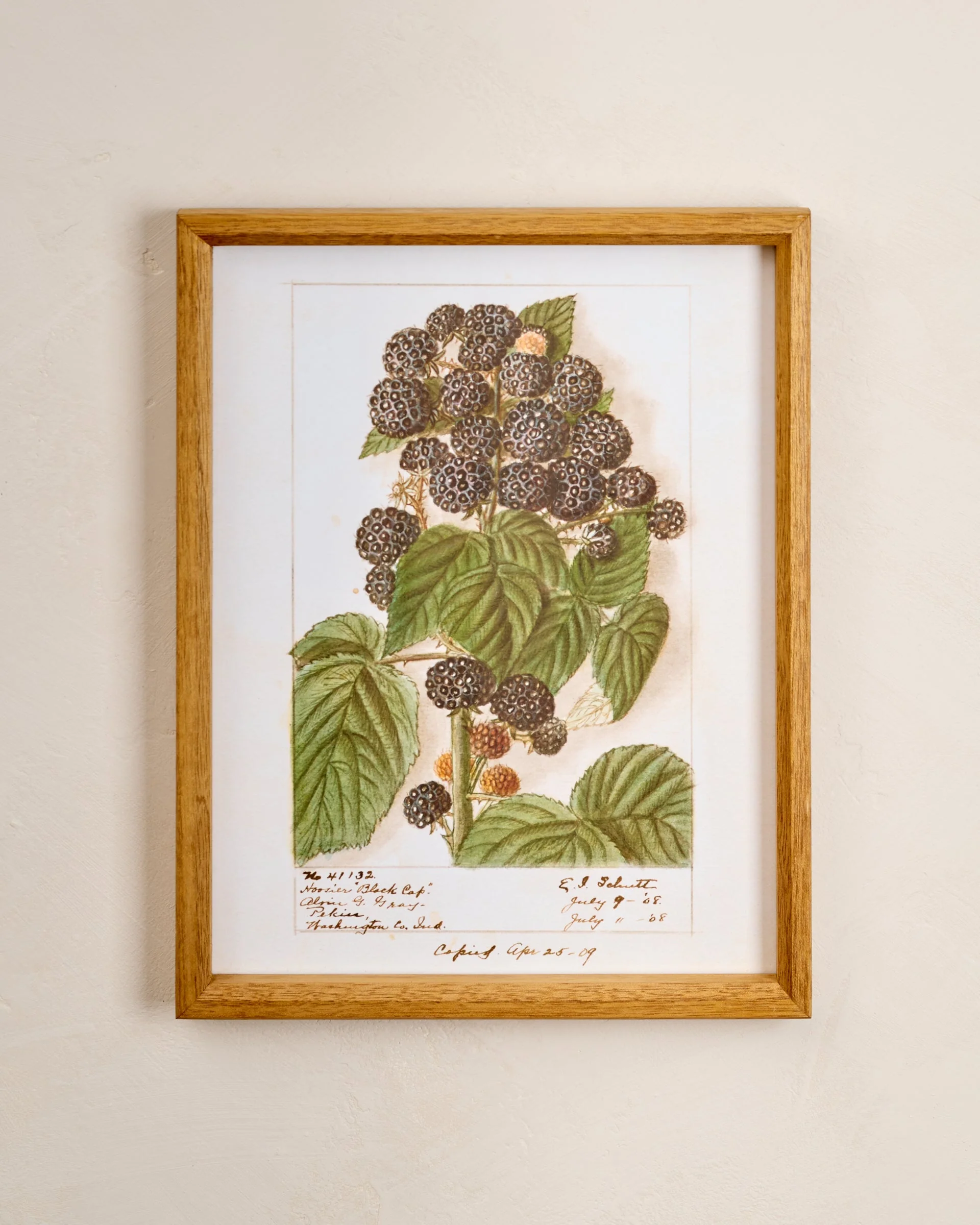 Fresh Blackberry Botanical Framed Print
