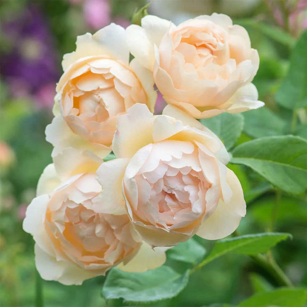 Wollerton Old Hall? Rose Bush