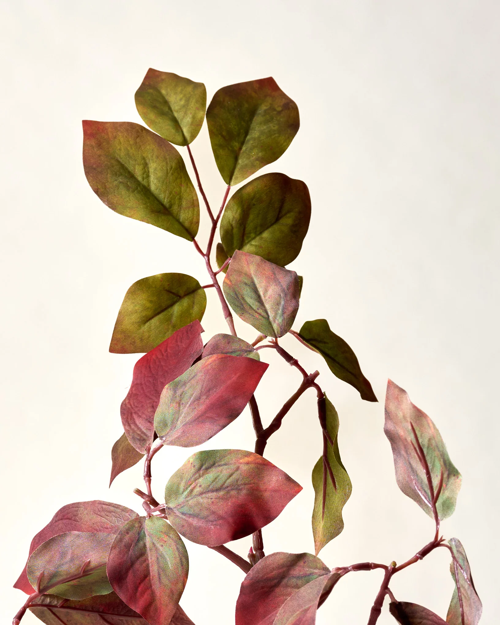 Red-Twig Dogwood Branch